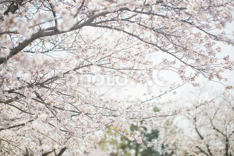 満開の桜（ソメイヨシノ） 桜,ソメイヨシノ,サクラの写真素材
