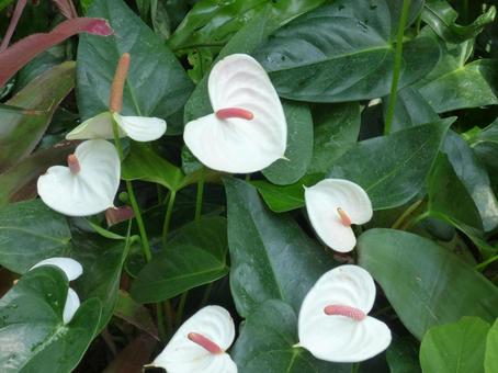 白い花咲く 白い花咲くの写真