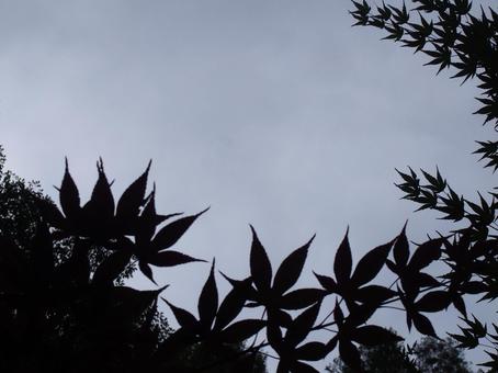 木と空 木と空の写真