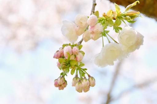 白い八重桜の白妙 白い八重桜の白妙 八重桜,白妙,桜の写真素材