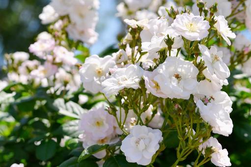 薔薇 ペレニアルブラッシュ 薔薇 ペレニアルブラッシュ 薔薇,ペレニアルブラッシュ,花の写真素材