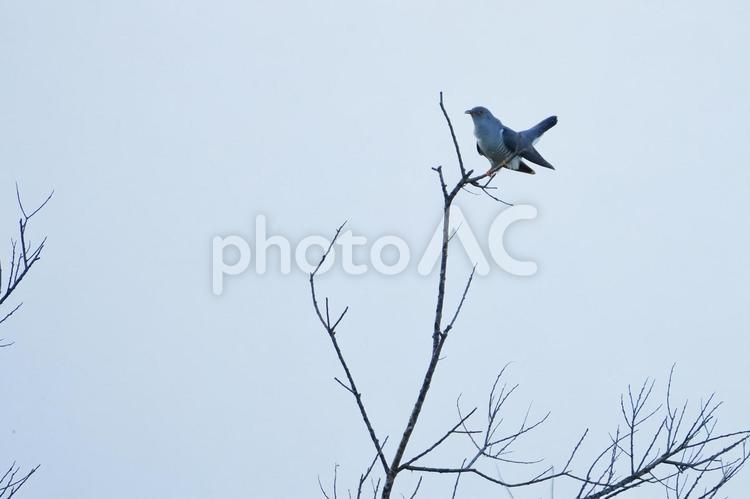 草原の枝に止まったカッコウ カッコウ,夏鳥,野鳥の写真素材