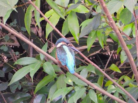 灌木の茂みの前のカワセミ 灌木の茂みの前のカワセミの写真