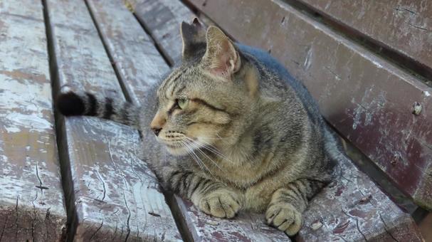 ベンチで夕涼みしているもふもふな猫様 ベンチで夕涼みしているもふもふな猫様 猫,キジトラ,寝そべるの写真素材