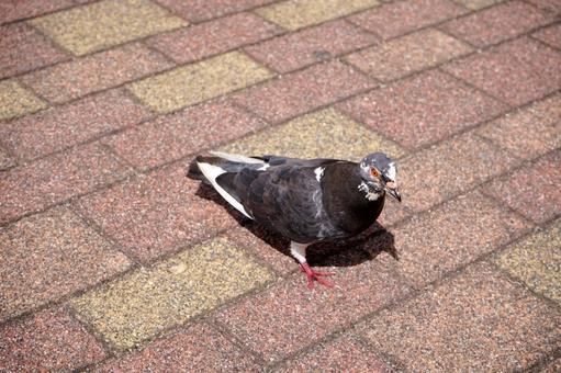 舗装された地面の鳩の姿 舗装された地面の鳩の姿 鳩,鳥,動物の写真素材