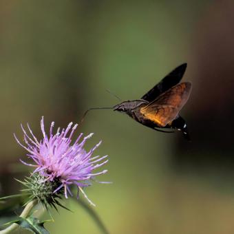 ホシホウジャク ホシホウジャクの写真