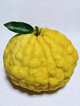 獅子柚子 獅子柚子,ゆず,柑橘類の写真素材