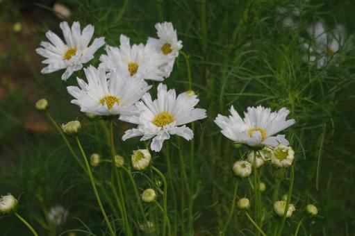 Cosmos Double Click Snow Puff, JPG