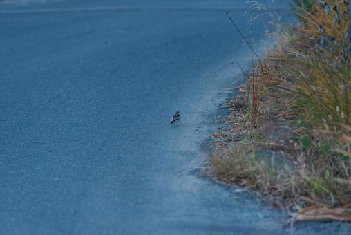 周りを見ながら歩くハクセキレイの若鳥 ハクセキレイ,セキレイ科,若鳥の写真素材