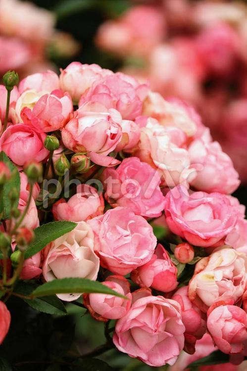 ２０２２薔薇の17 薔薇,ばら,バラの写真素材