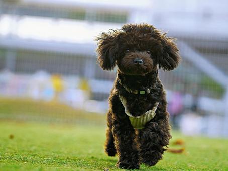 ワンコのポートレート 犬,トイプードル,トイプーの写真素材