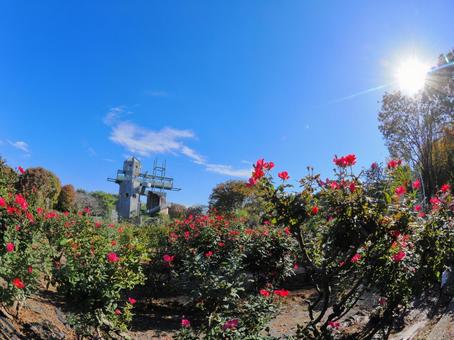 美しく咲く薔薇の景色 薔薇,バラ科,赤の写真素材