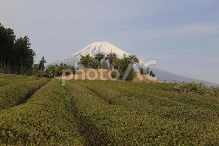 裾野市の茶畑の向こうに見える富士山 富士山,春,春霞の写真素材