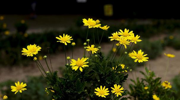【花の写真】キバナノジギク 【花の写真】キバナノジギク 秋の風景,花,秋の写真素材