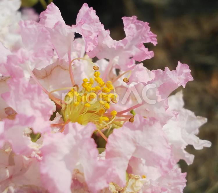 花の中のおしべとめしべ 花,おしべ,めしべの写真素材