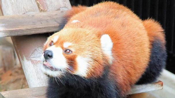 Summer vacation at the zoo. Even the red pandas are hot., JPG Summer vacation at the zoo. Even the red pandas are hot., JPG