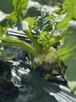 畑でカブ栽培 畑でカブ栽培 カブ,畑,野菜の写真素材
