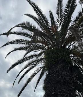 空とナツメヤシの写真