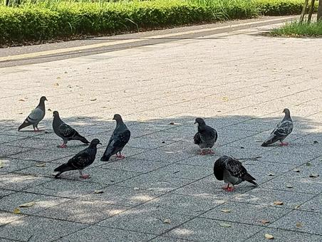 たむろするハト たむろするハトの写真