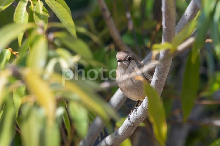 木陰にたたずむジョウビタキの雌 ジョウビタキ,鳥,野鳥の写真素材