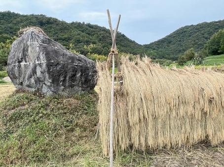 近江の風景(稲刈り) 近江の風景(稲刈り) 稲,昔ながら,稲刈りの写真素材