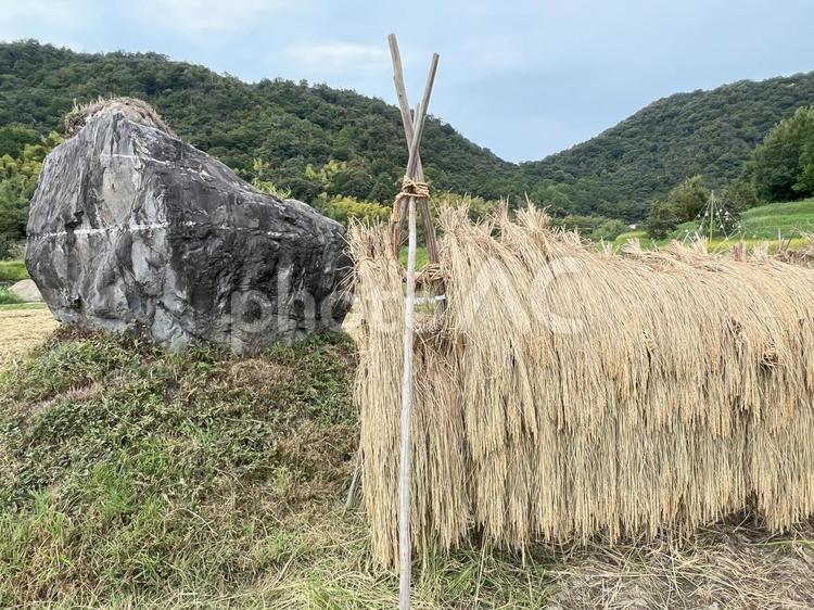 近江の風景（稲刈り） 稲,昔ながら,稲刈りの写真素材