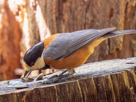 切り株にとまるヤマガラ 切り株にとまるヤマガラの写真