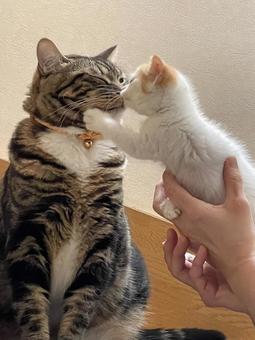 仔猫とお姉ちゃん猫のちゅ♡ 子猫,マンチカン,仲良しの写真素材