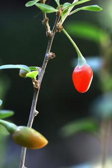 クコの実 植物,薬木,くこの木の写真素材