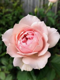 ベランダのバラ・ローブデコルテ バラ,薔薇,ローブデコルテの写真素材