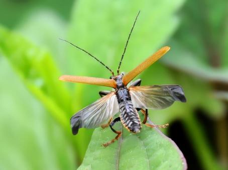 ジョウカイボン ジョウカイボン,開翅,飛ぶの写真素材