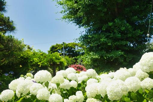 白く輝くアジサイ 白く輝くアジサイの写真