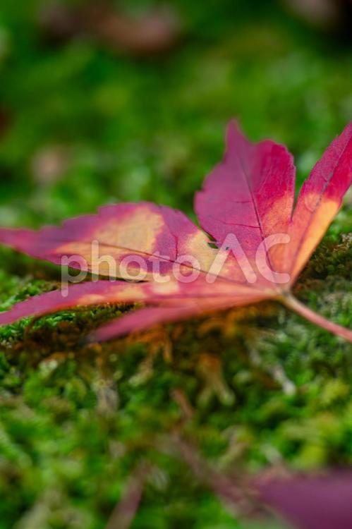 赤いモミジの落葉と苔のクローズアップ もみじ,落葉,モミジの写真素材