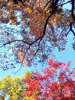 見上げる 見上げるの写真