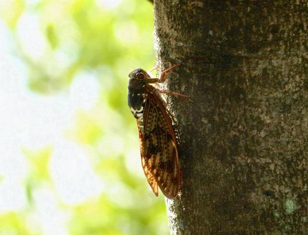 【昆虫写真】アブラゼミ(油蝉) 【昆虫写真】アブラゼミ(油蝉)の写真