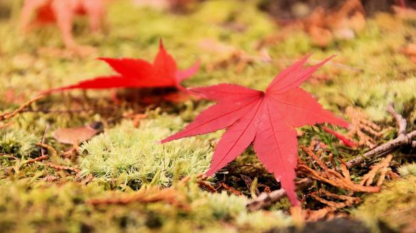 秋の紅葉 水に濡れた真っ赤な落葉 秋の紅葉 水に濡れた真っ赤な落葉 紅葉,秋,西明寺の写真素材