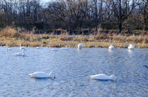 犀川に飛来した白鳥たち 犀川に飛来した白鳥たちの写真