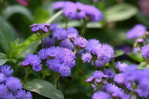 Photo, agelatum, giant cuckoo thistle, flower, 