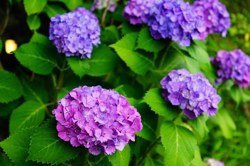 あじさい あじさい,紫陽花,植物の写真素材