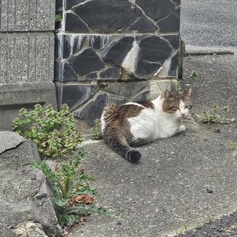 Photo, stray cat, cat, animal, 