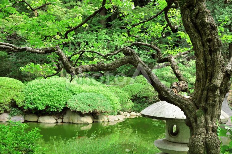 森林/大樹/庭園 葉,葉っぱ,庭園の写真素材