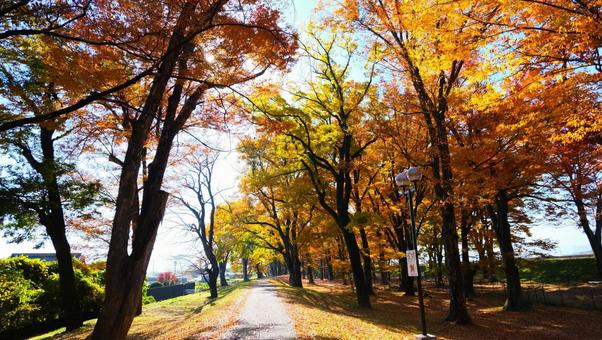 歩道と秋の景色 秋,歩道,散策の写真素材