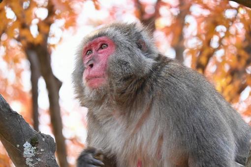 サルと紅葉 サルと紅葉の写真