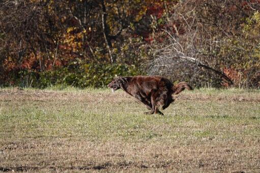 疾走 犬,大型犬,レトリーバーの写真素材