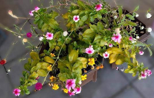 色とりどりの鉢花 鉢花,１１月,秋の写真素材