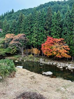 紅葉風景 秋,モミジ,川の写真素材