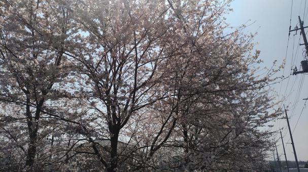 桜 桜の写真