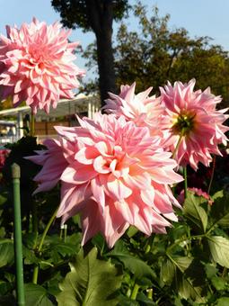 花壇に咲くピンク色のダリアの花 ダリア,花,植物の写真素材
