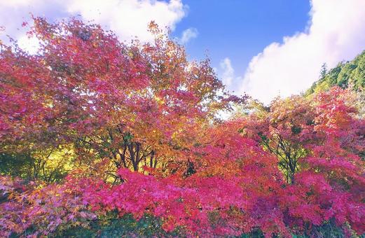 鮮やかでカラフルなもみじの紅葉 紅葉,もみじ,秋の写真素材