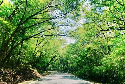 森の中のドライブ道 森,山,木々の写真素材